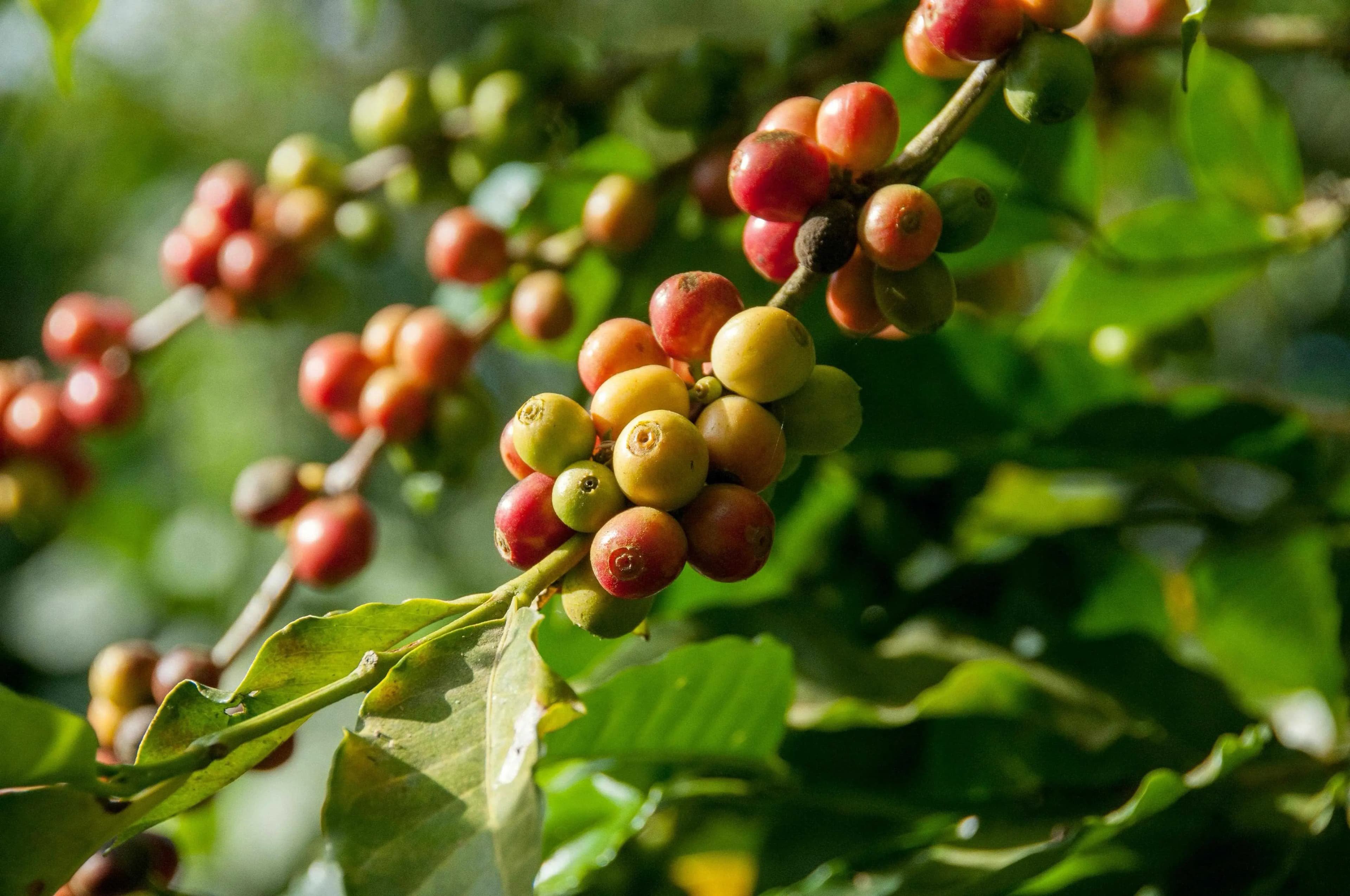 Coffee Plantation