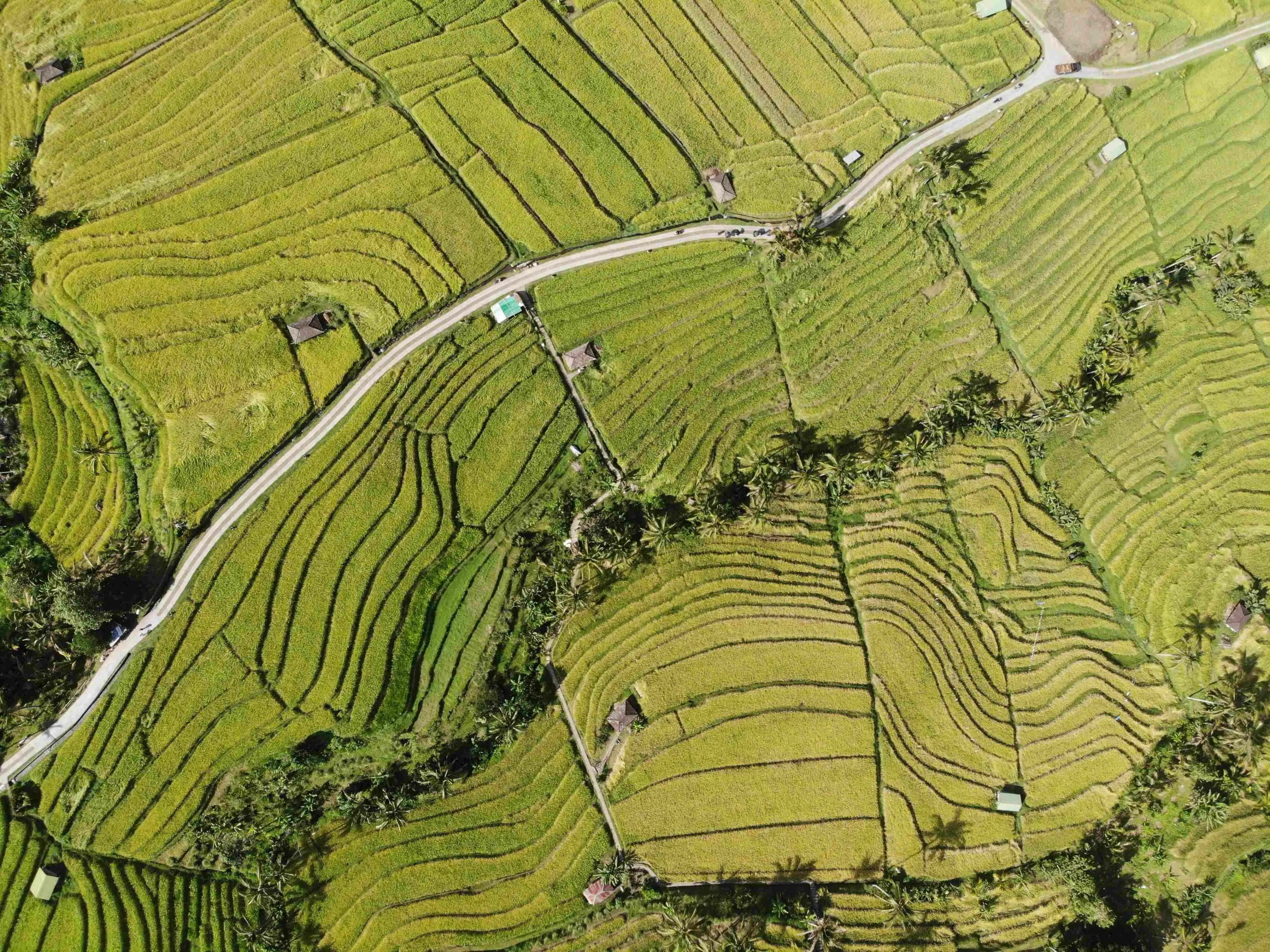 Jatiluwih Unesco Green Land