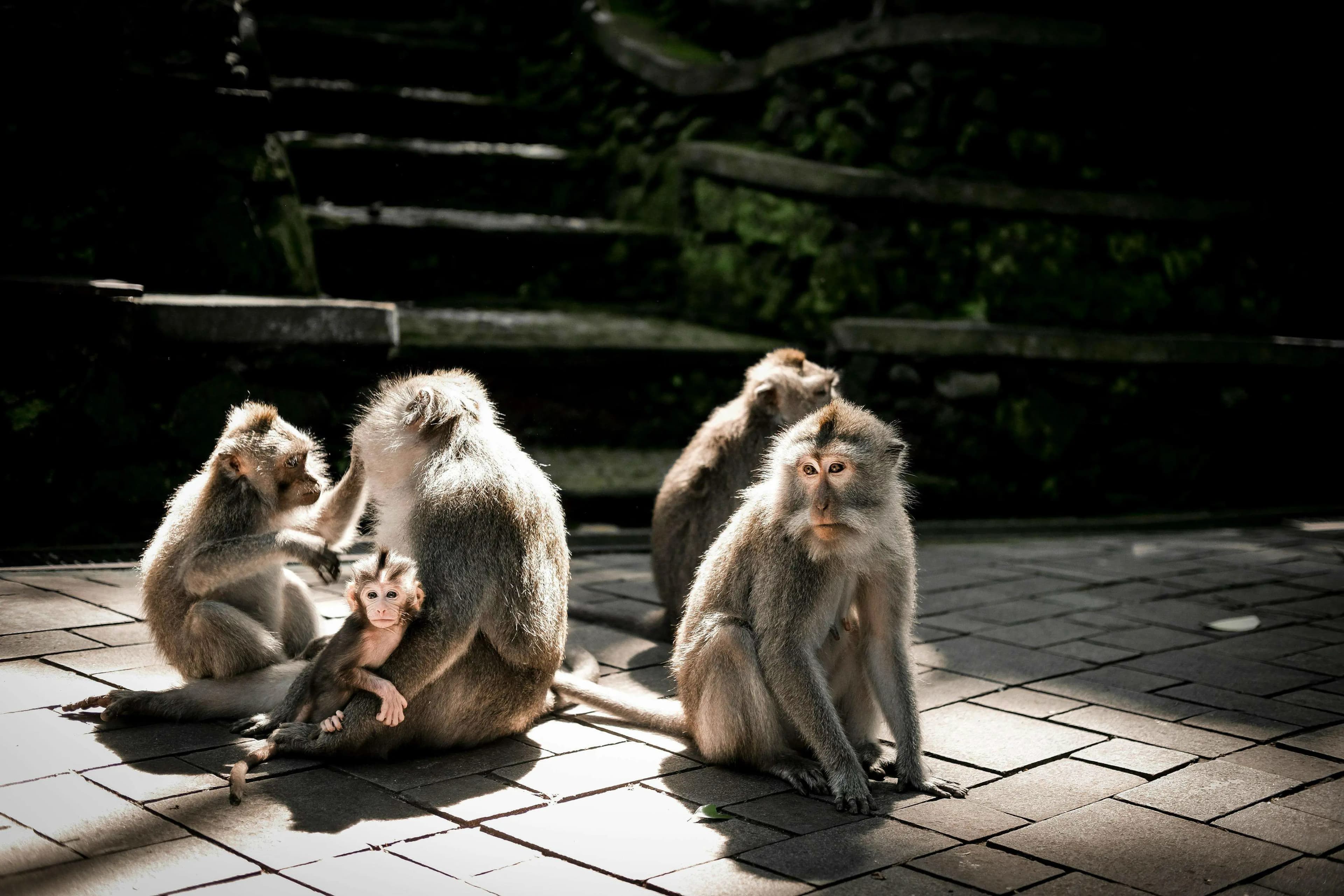 Monkey Forest