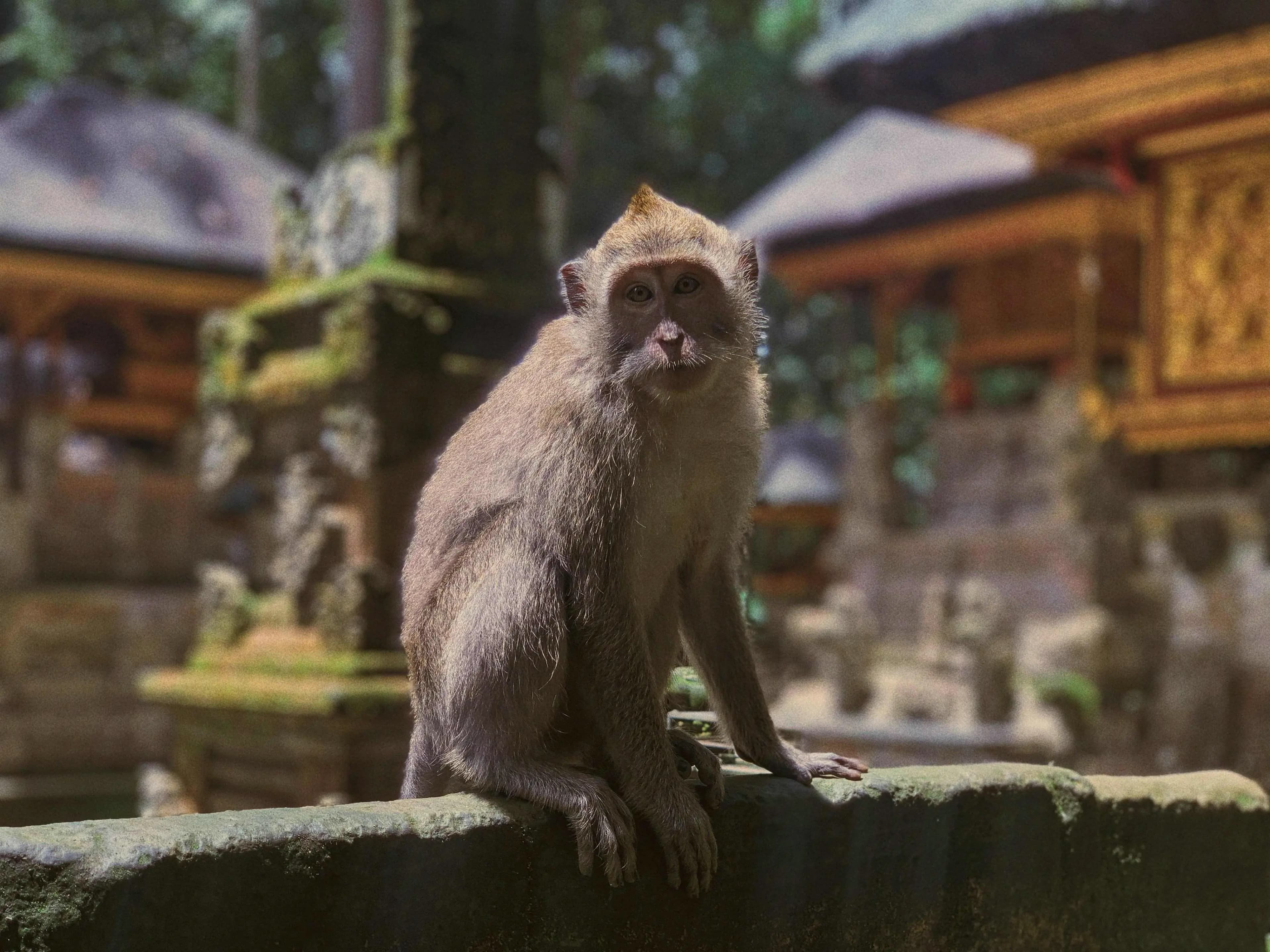 Sangeh monkey forest