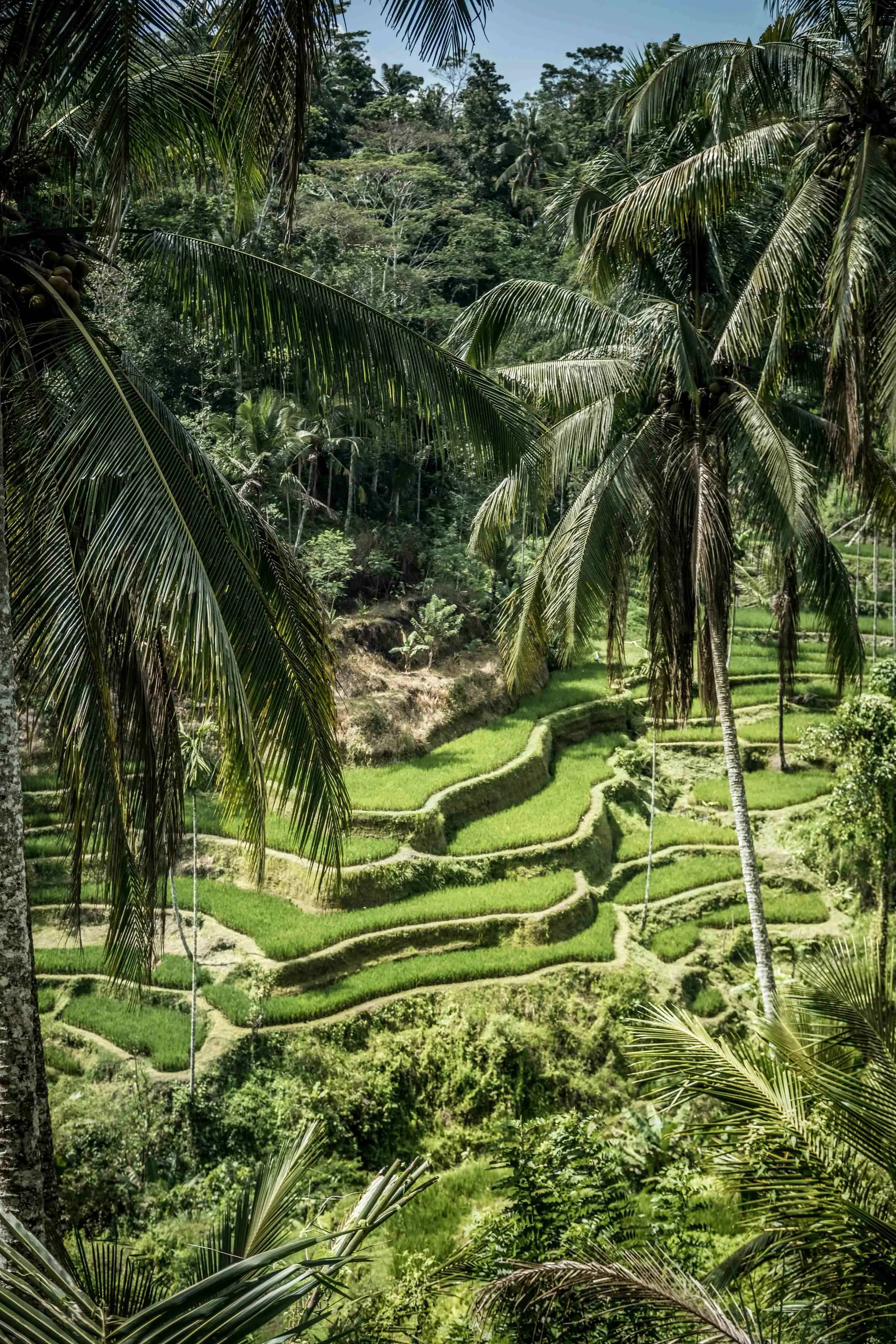 Ubud Rice Terrace