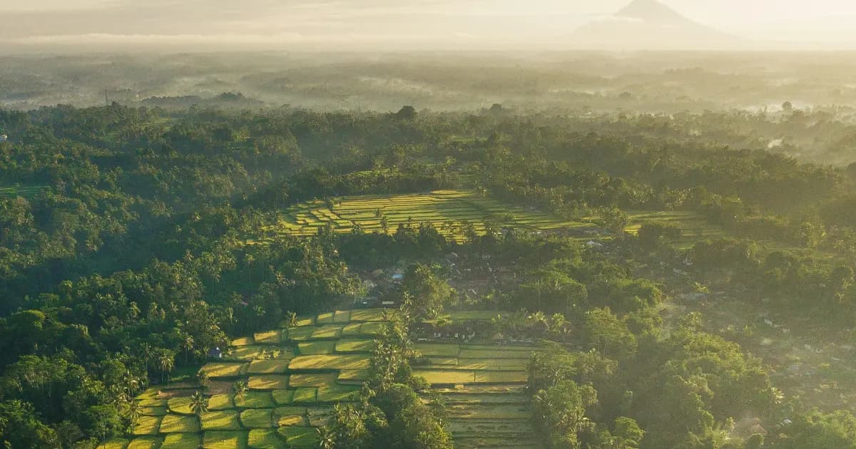 Ubud tour, picture by Silas Baisch on Unsplash